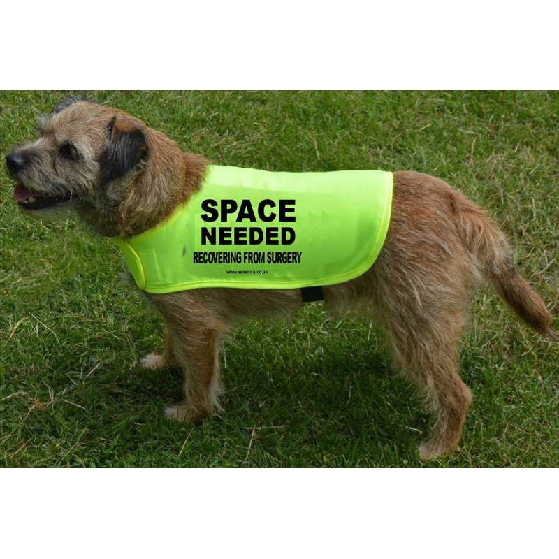 Space Needed - recovering from surgery - Fluorescent Neon Yellow Dog Coat Jacket