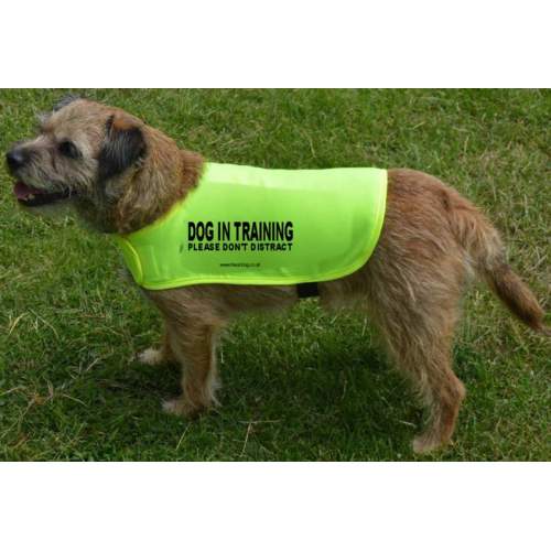 Dog In Training Please don't distract - Fluorescent Neon Yellow Dog Coat Jacket