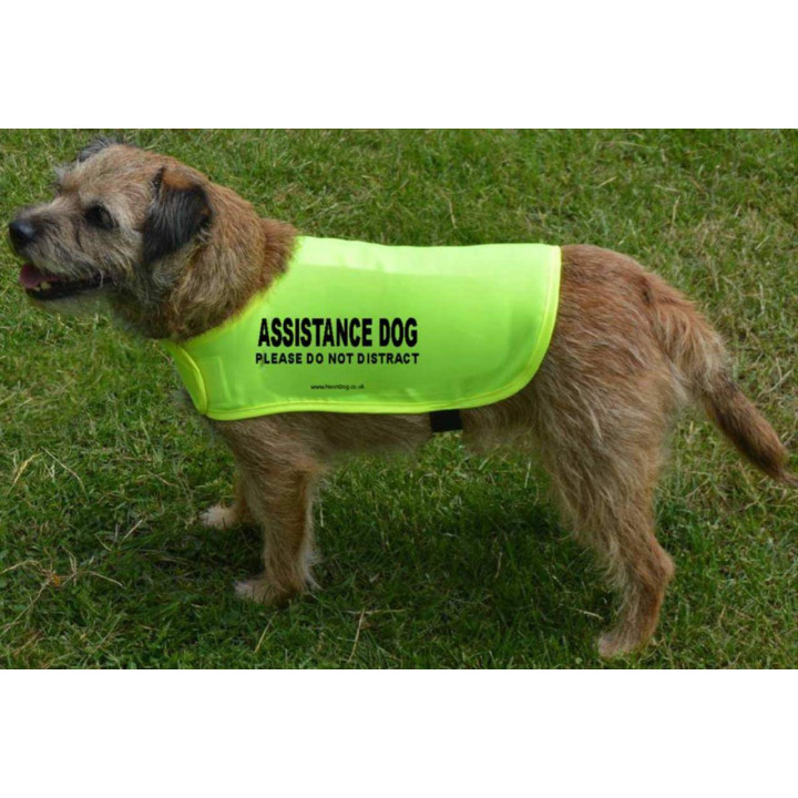 Assistance Dog Please Do Not Distract  - Fluorescent Neon Yellow Dog Coat Jacket