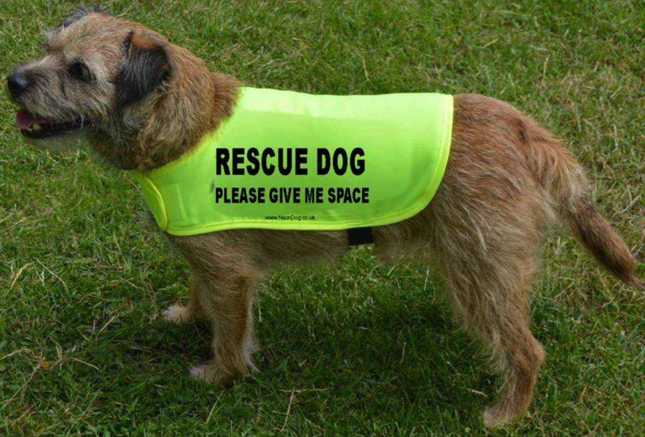 Rescue dog please give me space coat