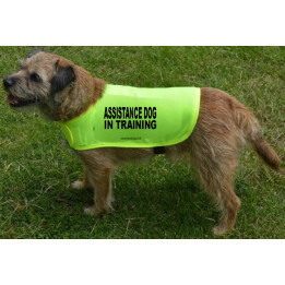 Assistance Dog In Training  - Fluorescent Neon Yellow Dog Coat Jacket