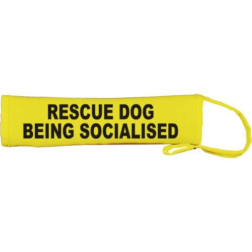 Rescue Dog Being Socialised - Fluorescent Neon Yellow Dog Lead Slip