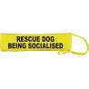 Keep Your Dog Away - Fluorescent Neon Yellow Dog Lead Slip