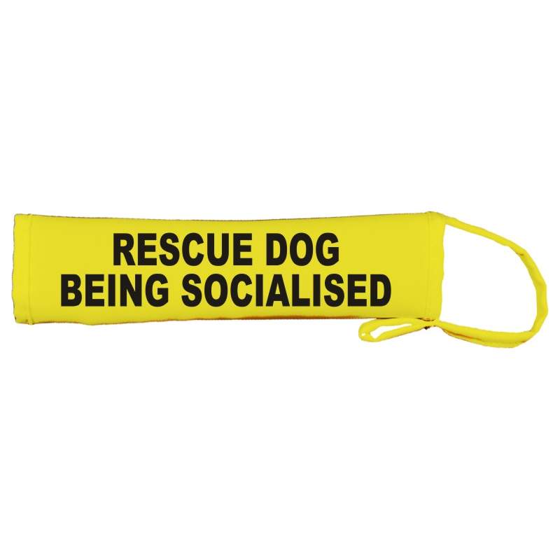 Rescue Dog Being Socialised - Fluorescent Neon Yellow Dog Lead Slip