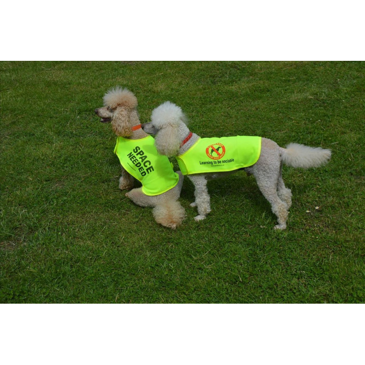 Space Needed - Fluorescent Neon Yellow Dog Coat Jacket