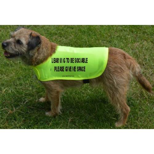 LEARNING TO BE SOCIABLE PLEASE GIVE ME SPACE - Fluorescent Neon Yellow Dog Coat Jacket