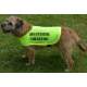 LEARNING TO BE SOCIABLE PLEASE GIVE ME SPACE - Fluorescent Neon Yellow Dog Coat Jacket