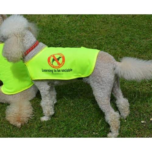 Space Needed - Fluorescent Neon Yellow Dog Coat Jacket