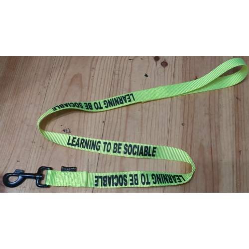 Learning to be sociable - Fluorescent NeonDog Yellow Dog Lead
