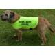 Anxious & Scared Of People - Fluorescent Neon Yellow Dog Coat Jacket