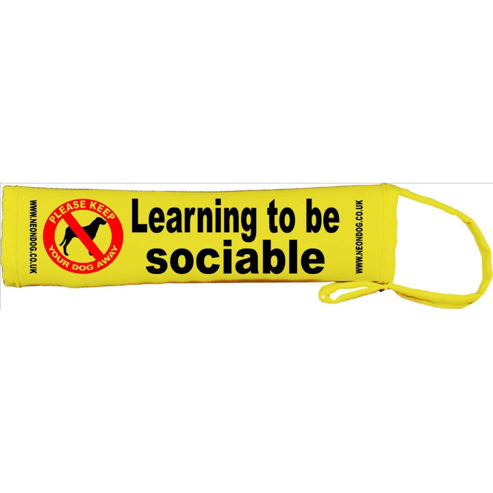 Learning to be sociable  - Fluorescent Neon Yellow Dog Lead Slip