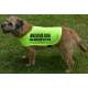 ANXIOUS DOG ask before petting - Fluorescent Neon Yellow Dog Coat Jacket
