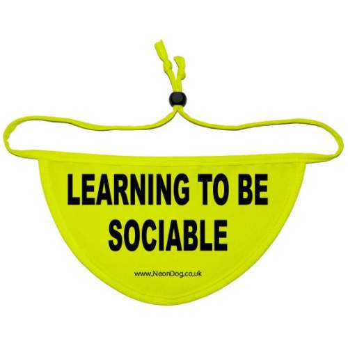 Learning to be sociable - Fluorescent Neon Yellow Dog Bandana