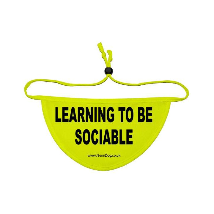 Learning to be sociable - Fluorescent Neon Yellow Dog Bandana