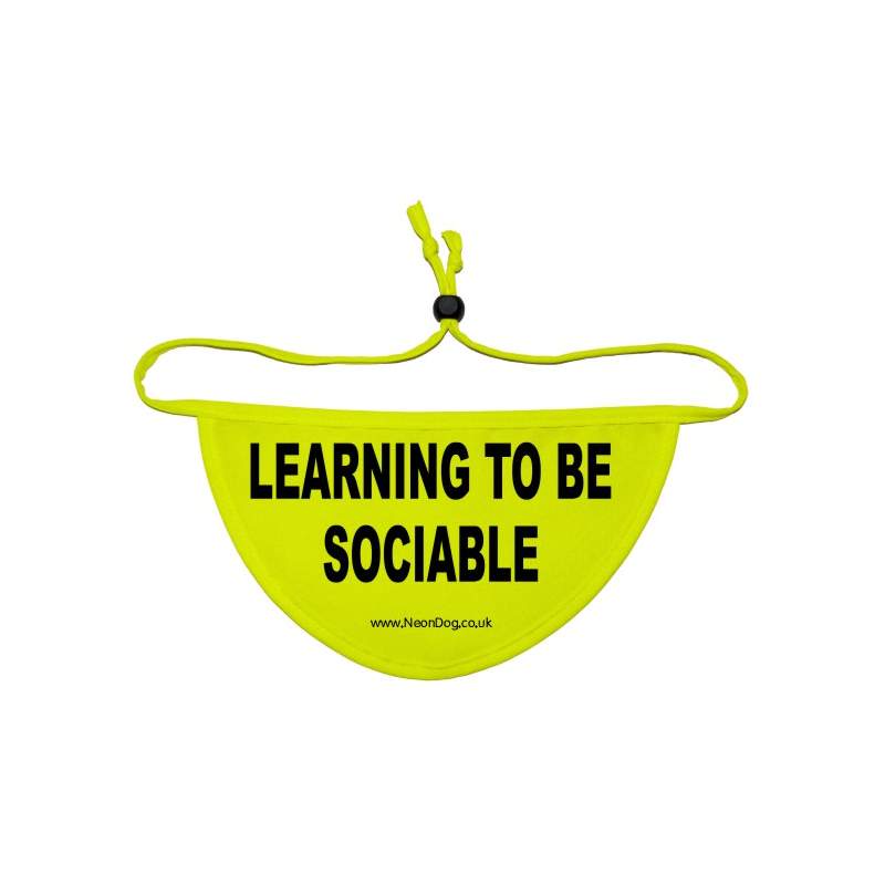 Learning to be sociable - Fluorescent Neon Yellow Dog Bandana